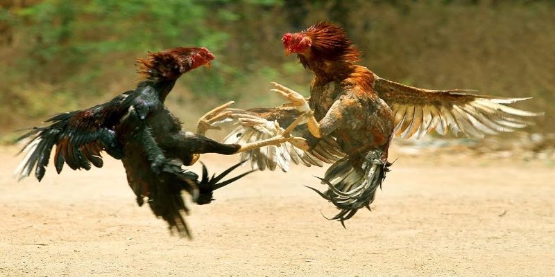Các cửa cược thông dụng nhất trong sảnh Đá Gà GO88
