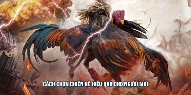 Cách chọn chiến kê hiệu quả cho người mới