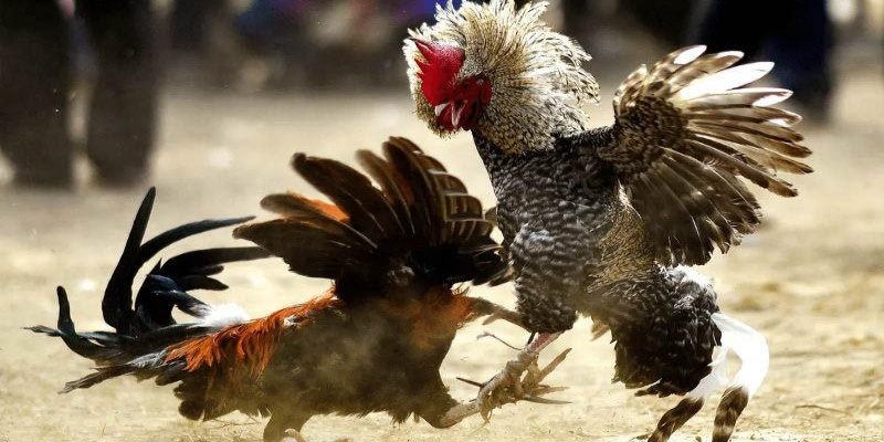 Điểm nổi trội của sảnh Đá Gà GO88 là gì?