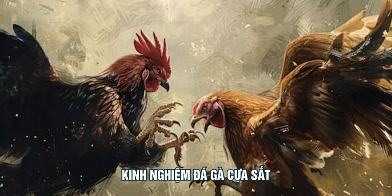 Kinh Nghiệm Đá Gà Cựa Sắt