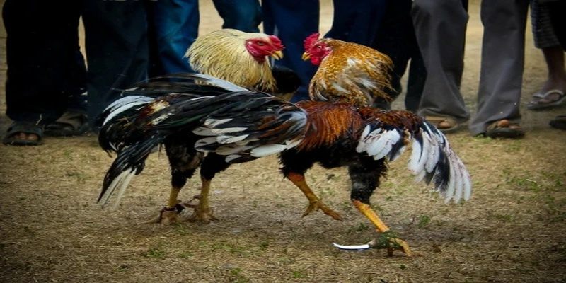 Mẹo hay dùng của cao thủ khi tham gia sảnh Đá Gà GO88