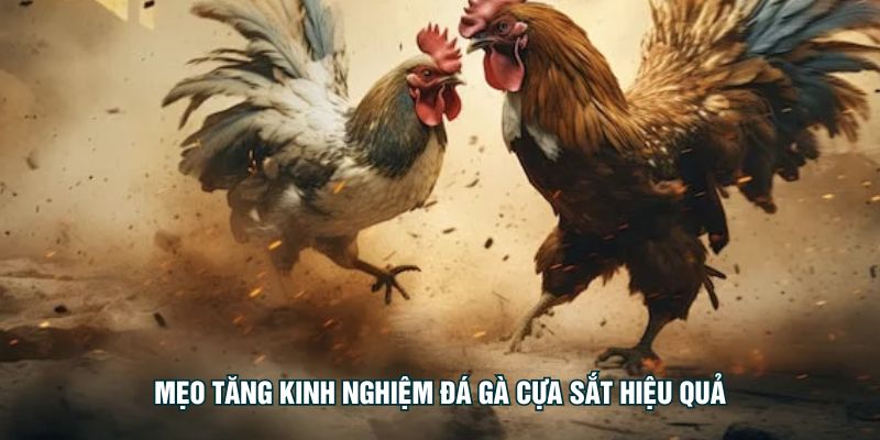 Mẹo tăng kinh nghiệm đá gà cựa sắt hiệu quả