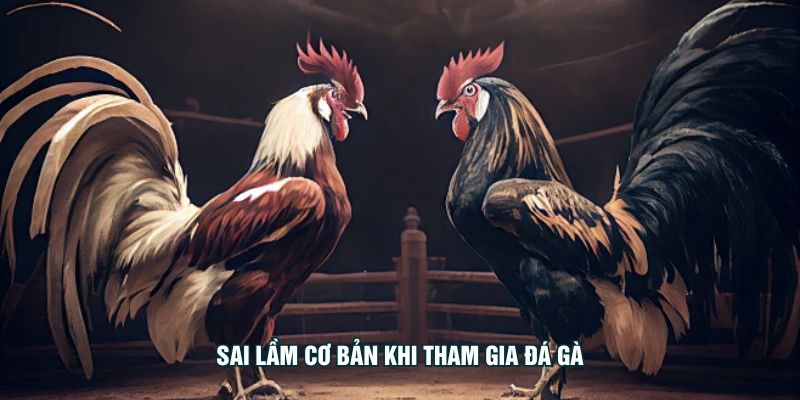Sai lầm cơ bản khi tham gia đá gà